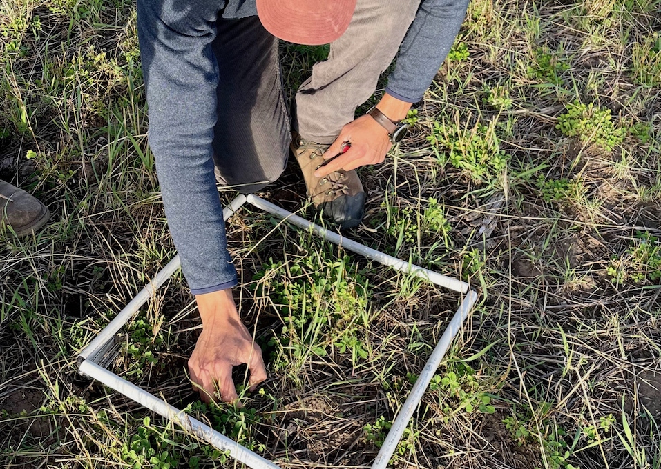 Holistic Planned Grazing in Argentina
